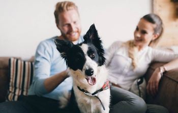 Pet-friendly community